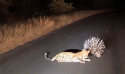 முள்ளம்பன்றியுடன் முட்டுக்கொடுக்கும் சிறுத்தை புலி   போரில் வெல்வது யார் ? A leopard vs porcupine