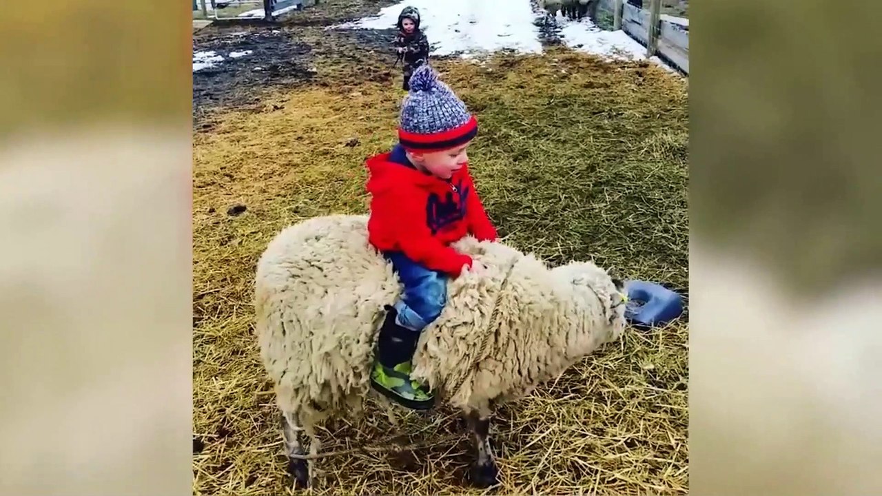 PEOPLE VS ANIMALSWEEKLY FUNNY ANIMAL FAILS 2019