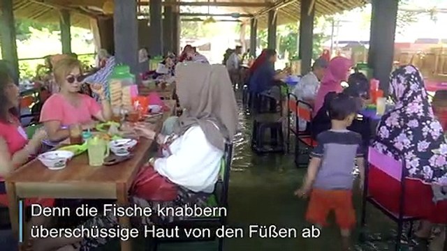 Restaurant bietet Fisch-Pediküre beim Essen