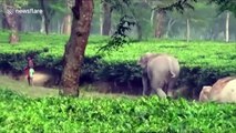 Chaos grips locals as herd of 50 elephants raids cropland in northeast India