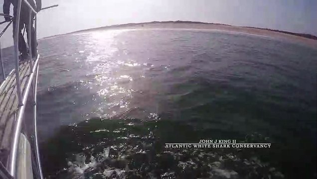 Un expert sursaute et évite de peu un requin blanc sorti de l’eau