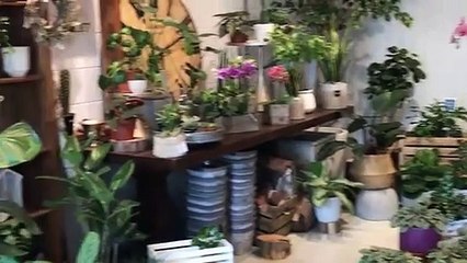 Flowers&Plants Delivery in Ottawa