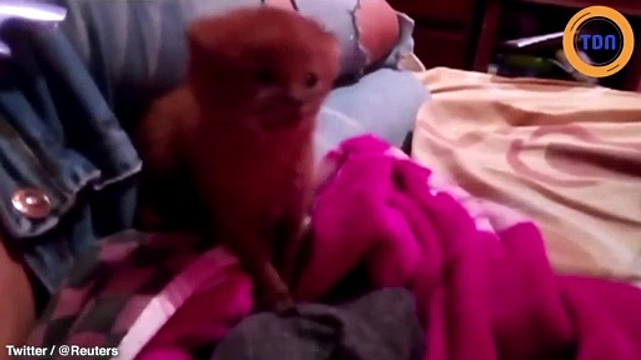 Elle croit adopter un chaton tout mignon alors qu’il s’agit d’un bébé puma !