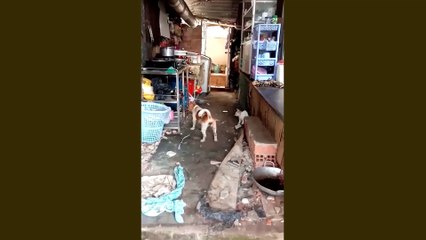 Dog fight with funny mouse cat watching.