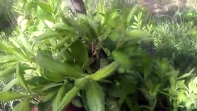 Yapışkan andız otu kanser otu faydaları çayının faydaları yararları nelerdir