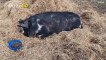 ‘Escape Artist’ Pig Breaks Down the Walls of His Pen, Goes For a Walk on the Town