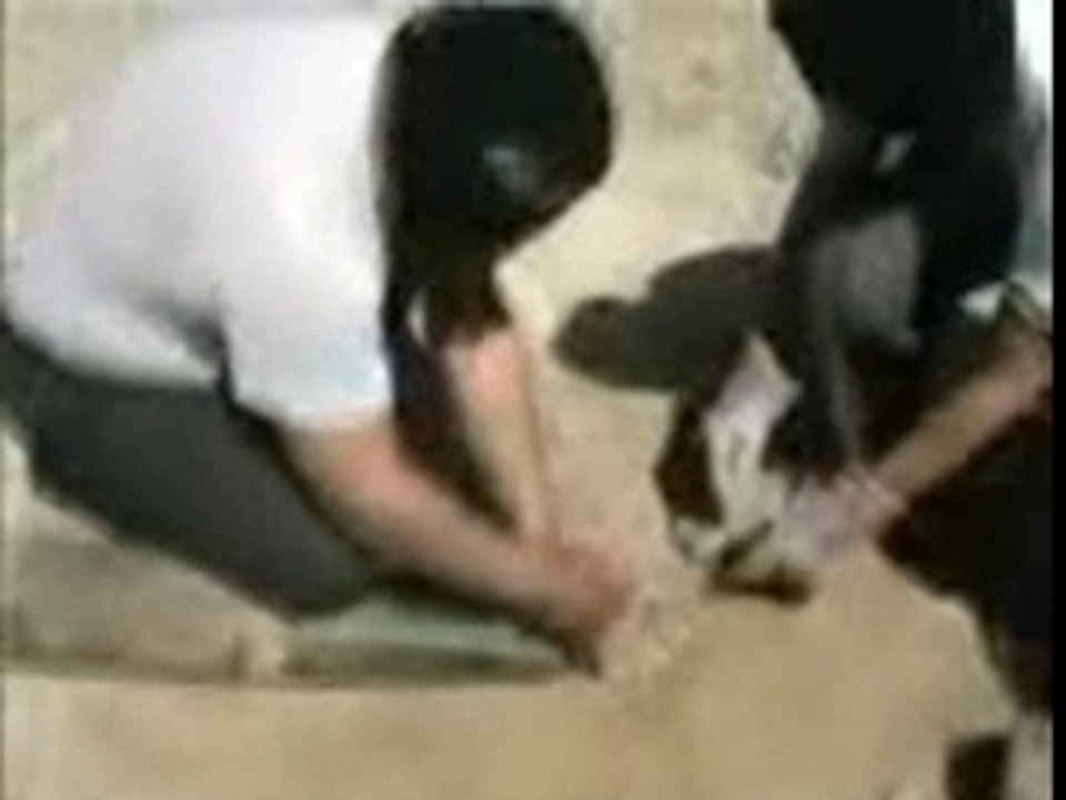 Apostle Of Dementia - Hate