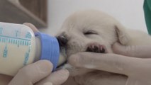 Ölüme Terkedilen Yavru Köpeklere Mersin Büyükşehir Belediyesi Sahip Çıktı