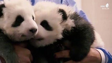 So klingen Panda-Babys