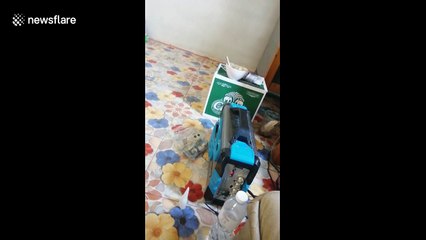 Curious doggies baffled by cat sounds from TV