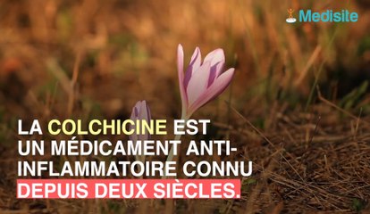 Colchicine : cette plante pourrait prévenir le risque de crise cardiaque !