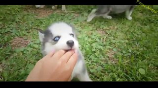 Funny Animal -- Husky Dogs And Puppies A Funny Videos And Cute Videos Compilation 2016