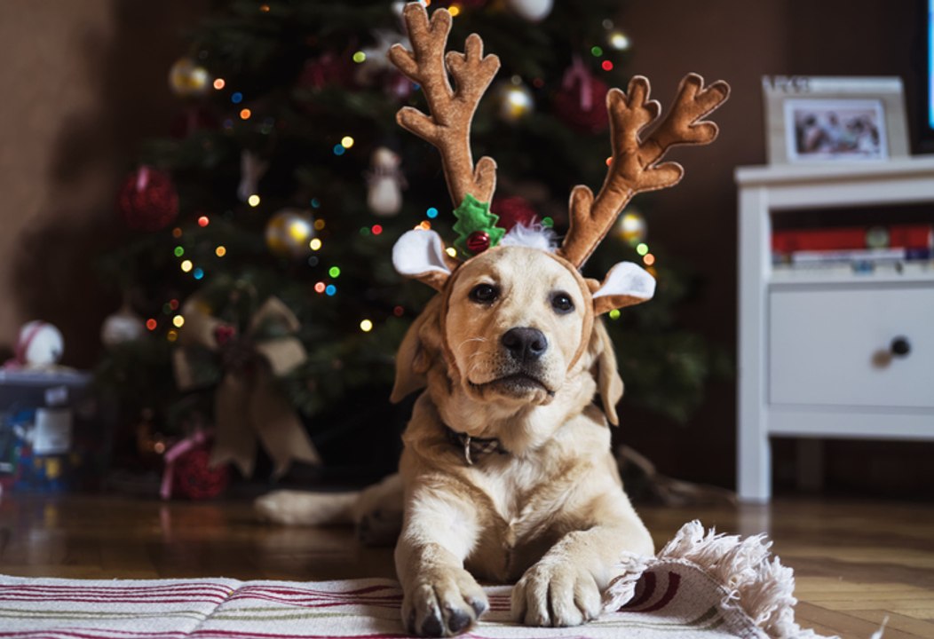 La vérité sur le sapin de Noël