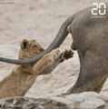 The Comedy Wildlife Photography Awards 2019