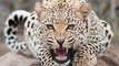 Solidaridad Animal: El tigre salva a su cuidador bloqueando el paso al leopardo