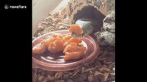 Snake decides to use its food as a hat instead of eating it