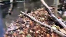 Vídeo viral: Así liberan con una motosierra a estos dos ciervos que quedaron atascados por sus cuernos durante una pelea