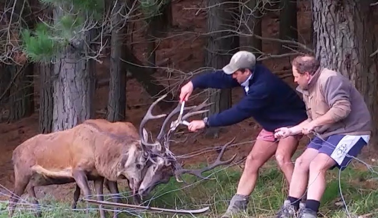 Así liberan a estos dos ciervos atascados por sus cuernos durante una pelea