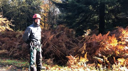 Le sapin de Noël d’Alençon a fait un long voyage