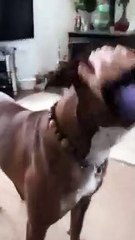 Ce chien t'allume la XBox et ramène la manette !