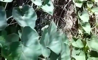 Su kabağı bitkisi kevkilik su kabağı bitkisinin faydaları yararları nelerdir