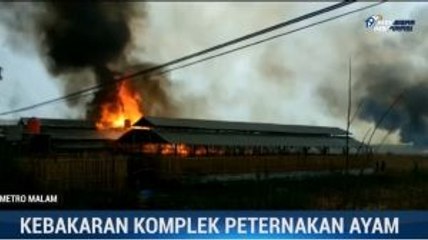 Download Video: Kompleks Peternakan Ayam di Brebes Terbakar, Kerugian Capai Rp1 Miliar