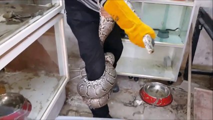 Pas si simple de manipuler un gros serpent