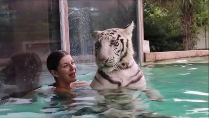 Elle nage avec son magnifique tigre blanc