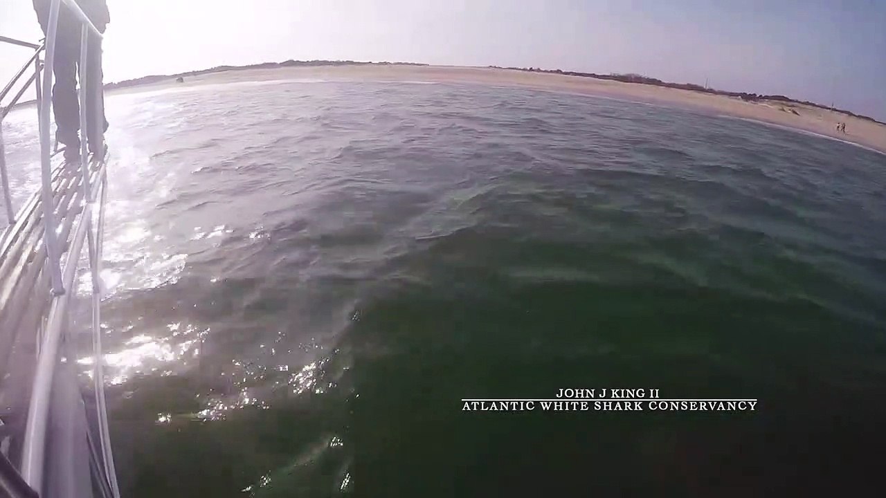 Un grand requin blanc surgit hors de l'eau et passe à quelques centimètres de ses pieds