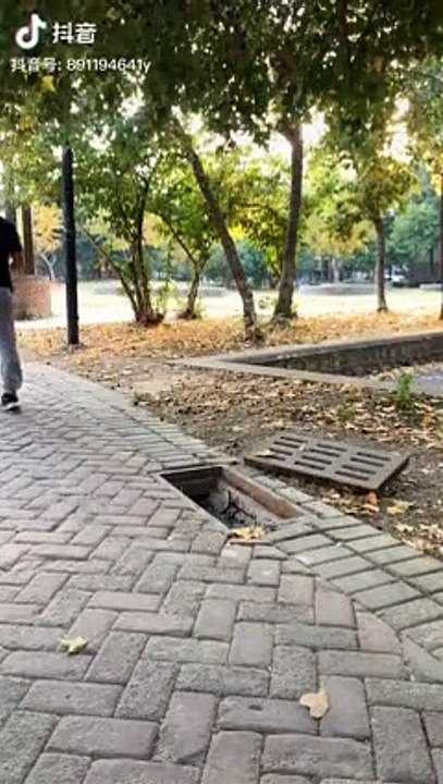 Dog vs women