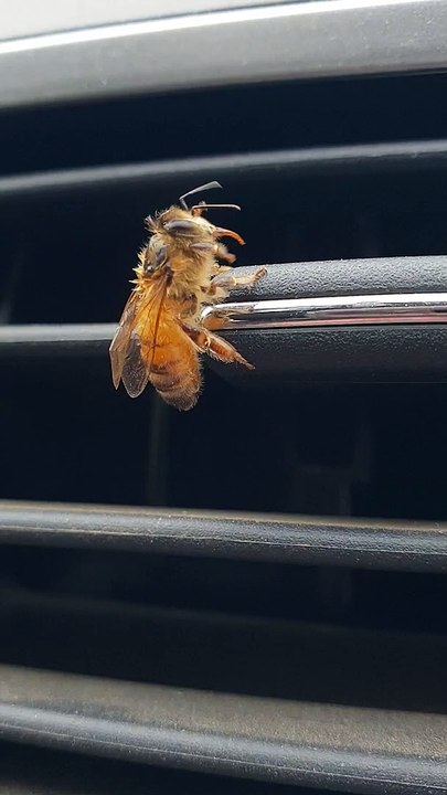 Helping a Drenched Bee Dry Off