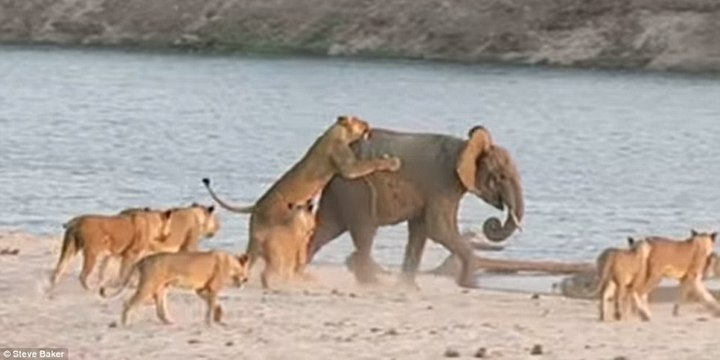 El elefantito planta cara a 14 feroces leonas y... ¡gana!