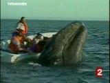 La japon suspend la chasse a la baleines a bosse 21 12 07