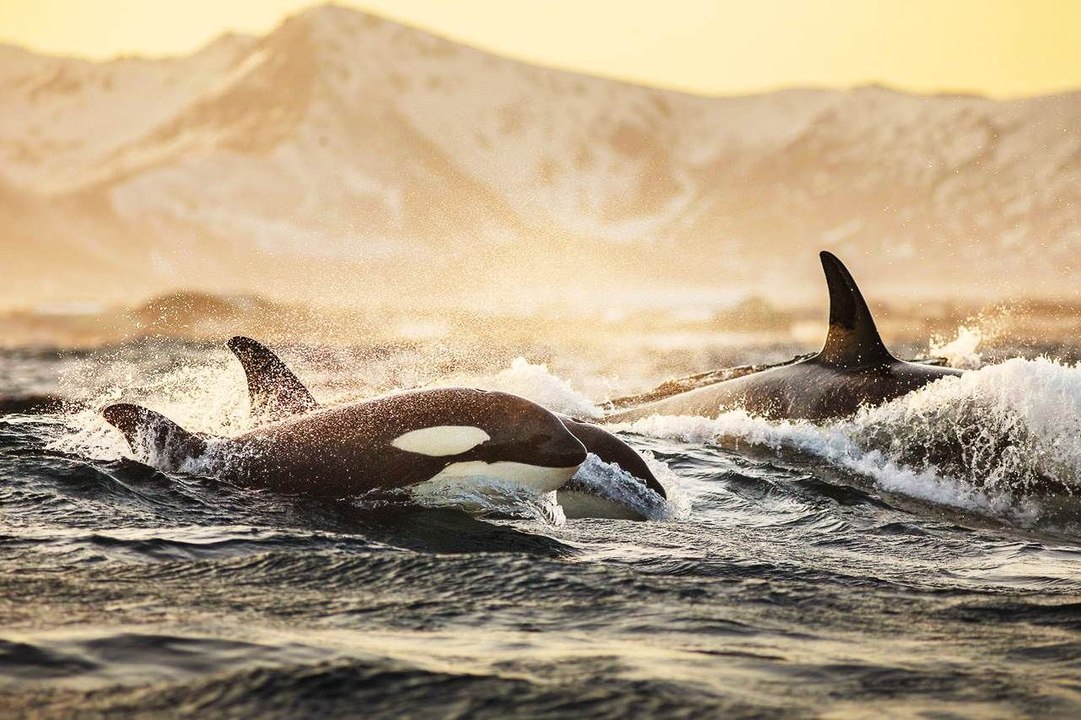 Acuden a admirar la danza de las orcas y asiste...