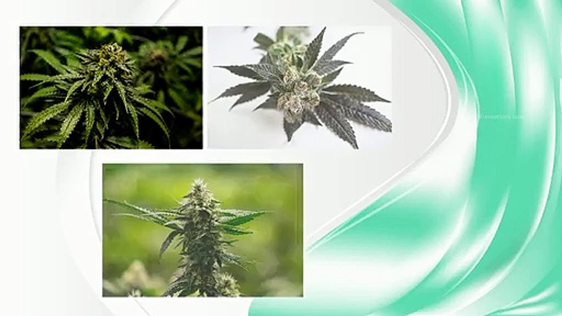 Marijuana