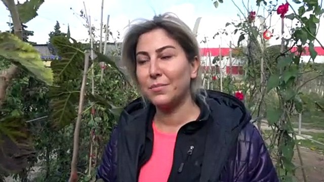 Dut ağacı aşılama tekniğiyle kasım ayında meyve verdi