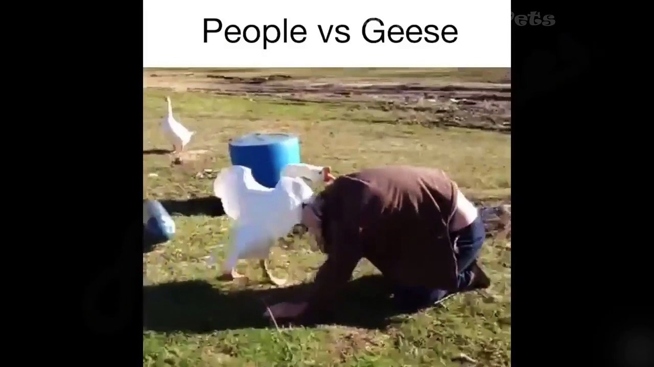 JOYAUX ANIMAUX FUNS ET CHIENS FUN Fluffy Funny Pets