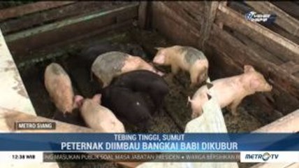 Lagi, Ternak Babi Mati Akibat Hog Cholera
