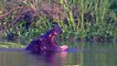 Crocodile vs Hippo   Wild Animals Fighting, Hippo, Rhino, Crocodile . Animals Save Other Animals