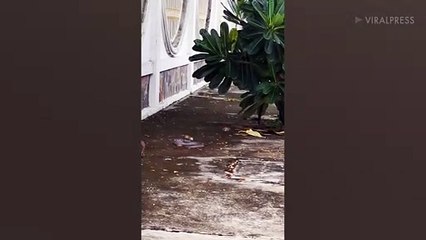 Squirrel Makes Epic Leap To Dodge Snake