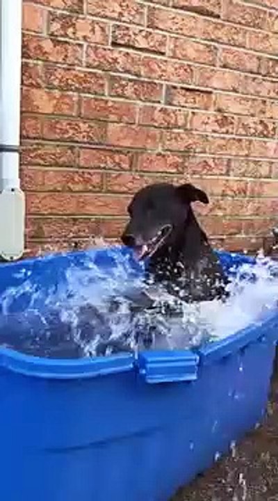 Un chien s'éclate dans son bain