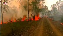 Australia, donna corre nel bosco in fiamme per salvare un koala dall'incendio