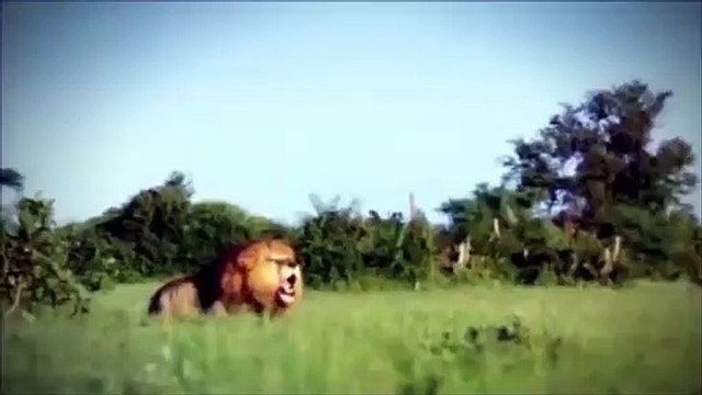 CROCODILE VS KANGAROO Kangaroo Is Unlucky Because He Is Hunted By Crocodiles