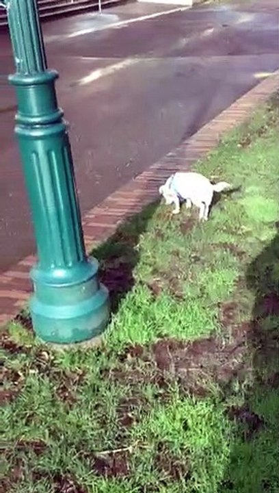 Jack Russell Terrier Is "Disobeying"