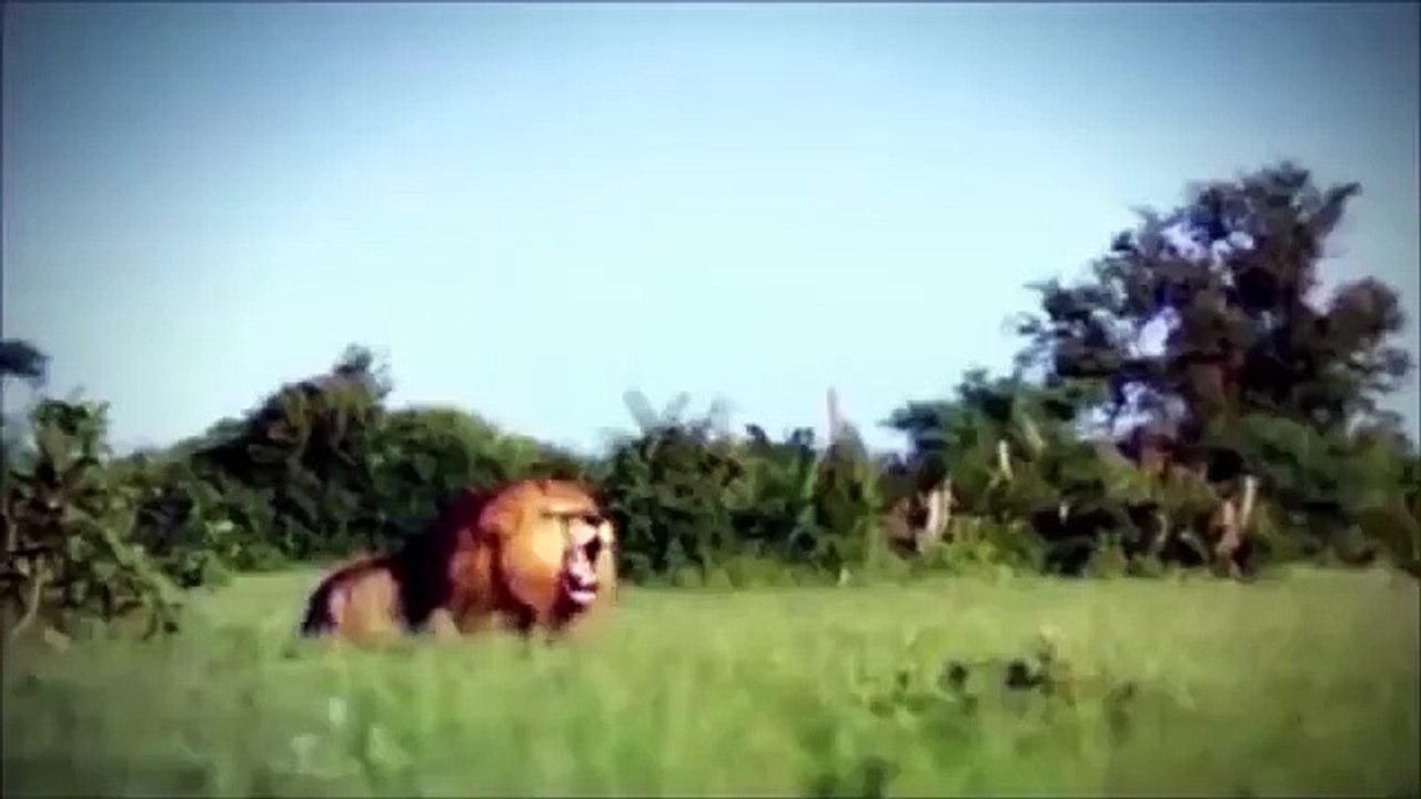 CROCODILE VS KING LION   Unbelievable King Crocodile Hunting Two Lion In Water