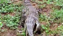 Crocodile Vs Komodo Dragon   Crocodile Stalks Komodo Dragon Nest   Crocodile Eat Komodo Dragon Eggs