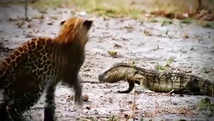 CROCODILE VS KUDU   Buffalo Doesn’t Care About Danger
