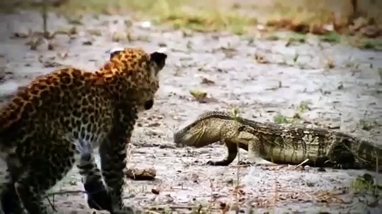 Crocodile Vs Lion Lion Loses Battle And Seriously Injured. - video