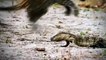 CROCODILE VS LION AMBUSH PREY   Impala Stuck In Mud