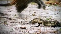 CROCODILE VS LION AMBUSH PREY   Impala Stuck In Mud